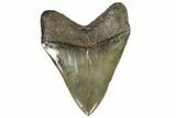 Serrated, Fossil Megalodon Tooth - Georgia #107273-2